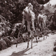 Image for article titled Watch the even weirder version of The Dark Crystal that could’ve been